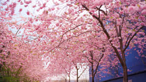 1920 X 1080 Cherry Blossom Flower Tree Wallpaper