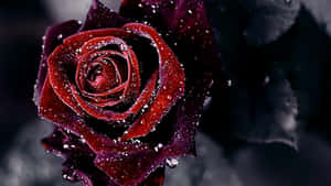 1920 X 1080 Flower Frozen Red Rose Wallpaper