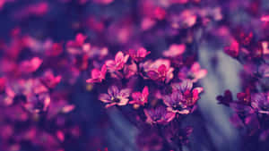 1920 X 1080 Flower Purple Hipster Wallpaper