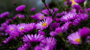 1920 X 1080 Purple Aster Daisy Flower Wallpaper