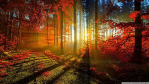 1920x1080 4k Autumn Forest At Sunset Wallpaper