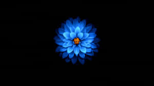 1920x1080 Amoled Blue Dahlia Wallpaper