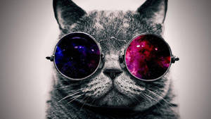 1920x1080 Full Hd Cat With Glasses Wallpaper