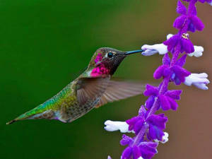 1920x1080 Hd Birds Anna's Hummingbird Wallpaper