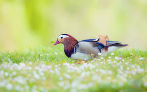 1920x1080 Hd Birds Mandarin Duck Wallpaper