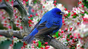 1920x1080 Hd Birds Pretty Bluebird Wallpaper