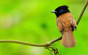 1920x1080 Hd Birds Red-bellied Paradise Flycatcher Wallpaper
