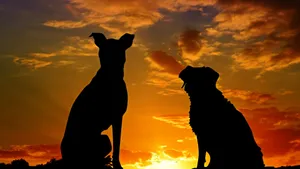 1920x1080 Hd Dogs Silhouette Wallpaper