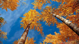 1920x1080 Hd Fall Tall Trees Clear Sky Wallpaper