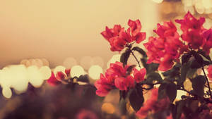 1920x1080 Hd Flower Red Vintage Wallpaper