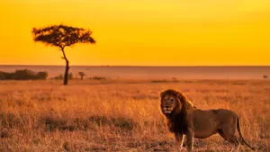 1920x1080 Hd Lion On Savanna Wallpaper