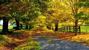 1920x1080 Hd Nature Autumn Road Wallpaper