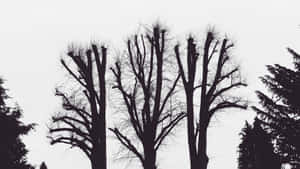 2048x1152 Aesthetic Leafless Trees Silhouette Wallpaper