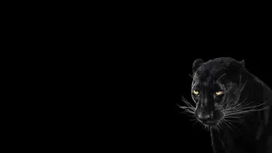 2560x1440 Black Panther Animal Wallpaper