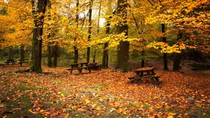 2560x1440 Fall Picnic Tables Wallpaper