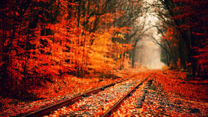 2560x1440 Fall Railway In Forest Wallpaper