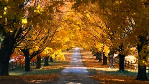 2560x1440 Fall Trees Shaded Road Wallpaper