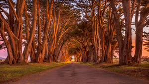 2560x1440 Nature Cypress Tree Tunnel Wallpaper