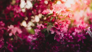 2560x1440 Spring Blooming Pink Flowers Wallpaper