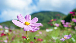 2560x1440 Spring Cosmos Purple Wallpaper