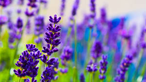 2560x1440 Spring Lavenders Wallpaper