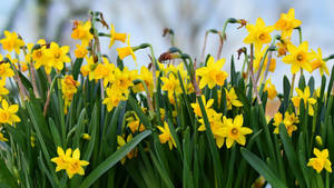 2560x1440 Spring Yellow Flowers Grass Wallpaper