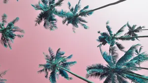 2560x1440 Summer Beach Trees Wallpaper