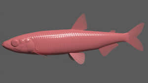 3 D Modelof Smelt Fish Wallpaper