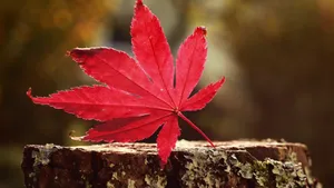 32k Ultra Hd Nature Maple Leaf On Stump Wallpaper