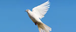 3440x1440 Animal Flying White Dove Wallpaper