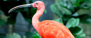 3440x1440 Animal Scarlet Ibis In Tropics Wallpaper