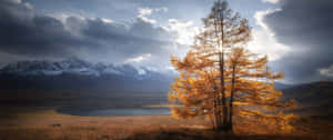 3440x1440 Fall Season With Tree In Stormy Sky Wallpaper