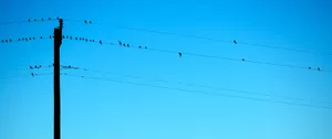 3440x1440 Minimalist Birds On Cables Wallpaper