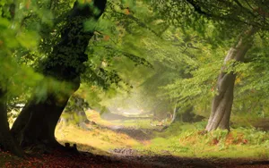 3d Enchanted Forest Pathway Wallpaper