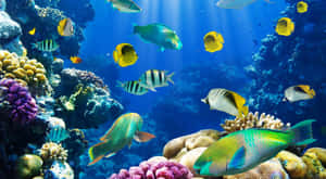 3d Fish Swim In Colorful Coral Reef Wallpaper