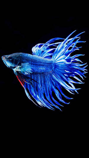 3d Iphone Siamese Fighting Fish Wallpaper