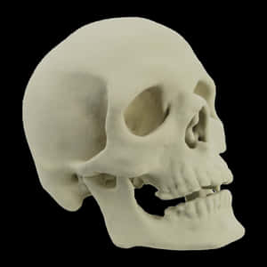 3d Skull Artwork Wallpaper