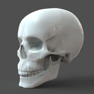 3d Skull Wallpaper Wallpaper