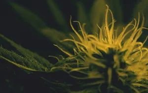 420 Weed Plant Aesthetic Wallpaper