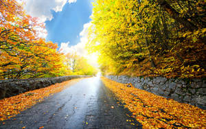 4k Autumn Road Wallpaper