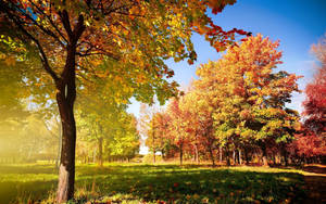 4k Autumn Trees At Park Wallpaper