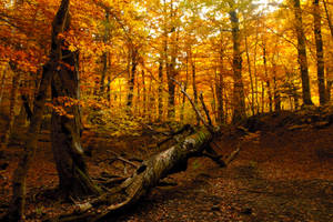 4k Autumn Yellow Woods Wallpaper