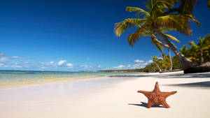 4k Beach With Starfish Wallpaper