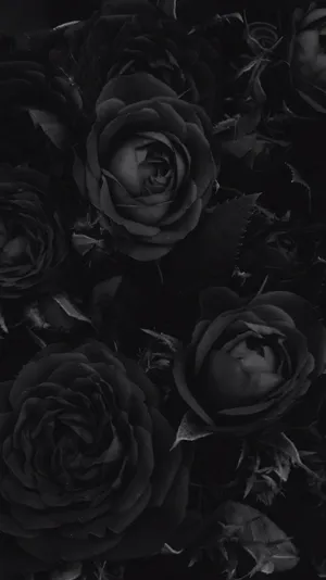 4k Clustered Black Roses Wallpaper