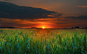 4k Computer Sunflower Field Wallpaper