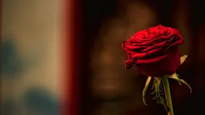 4k Dark Red Rose Wallpaper