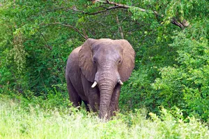 4k Elephant Green Plants Wallpaper