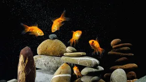 4k Fish Various Gold Fish In An Aquarium Wallpaper