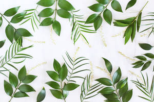 4k Green Plant Leaves Border Wallpaper
