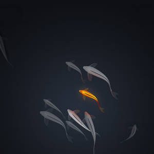 4k Ipad Koi Fish Wallpaper